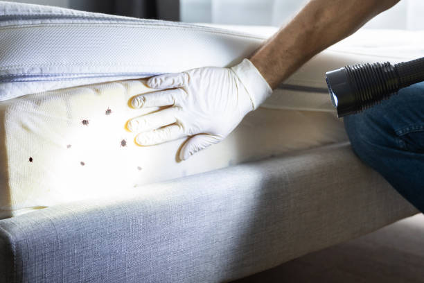 Wasp Removal Services in Livingston, TX